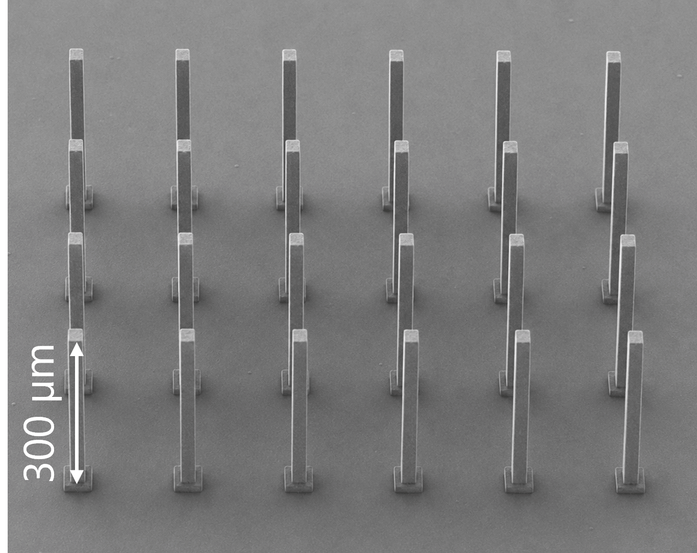 Micro-poutres imprimées par photopolymérisation à deux photons (2PP) vues au microscope